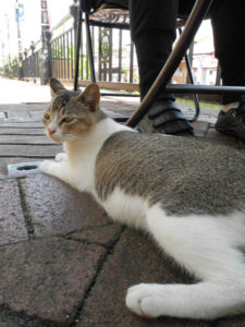 マラッカのカフェで足元に座る猫